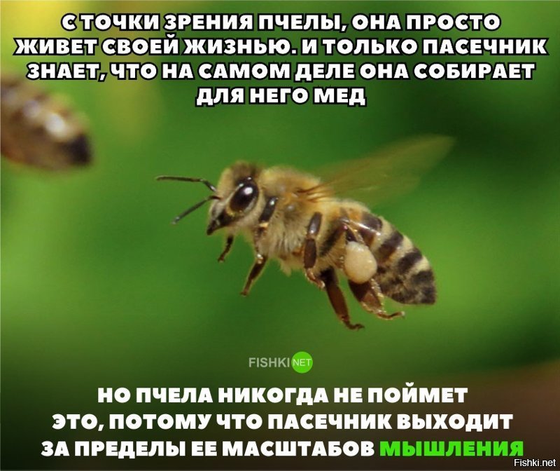 Пчелы. Что вы о них вообще знаете?